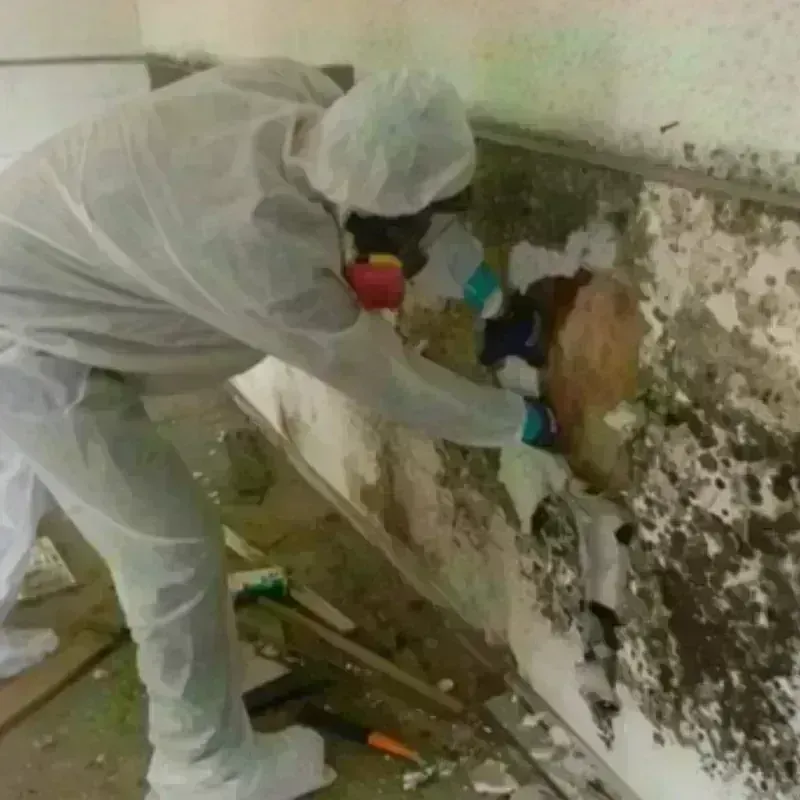 Mold Remediation and Removal in Saint Hedwig, TX